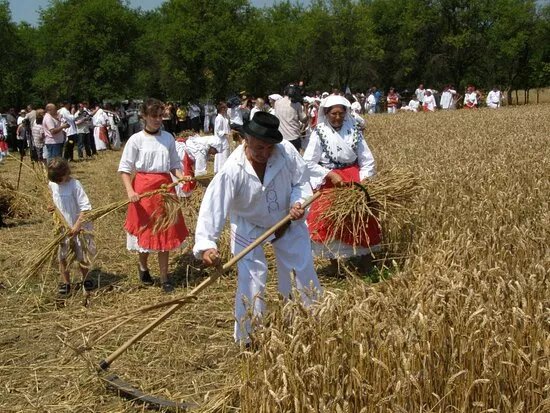 Zetvene Svecanosti, Zetva I Vrsidba U Proslosti