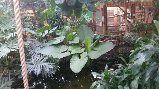 Discover Amazonia