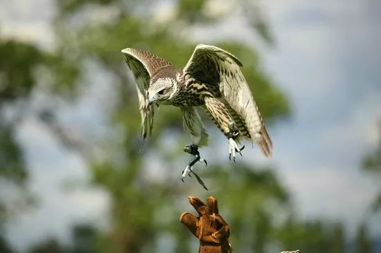 The Falconry School