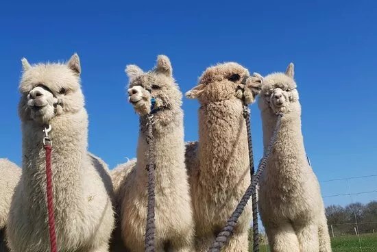 Charnwood Forest Alpacas