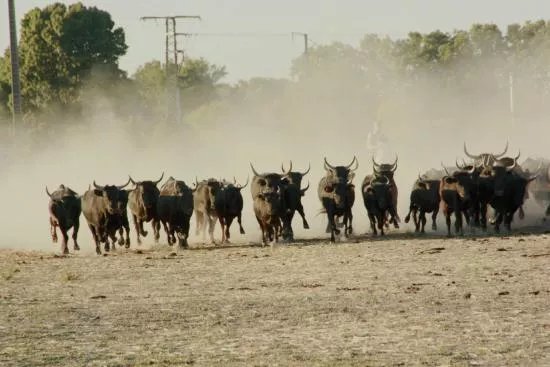 La Ferrade A L'ancienne Chez Pierrot le Camarguais