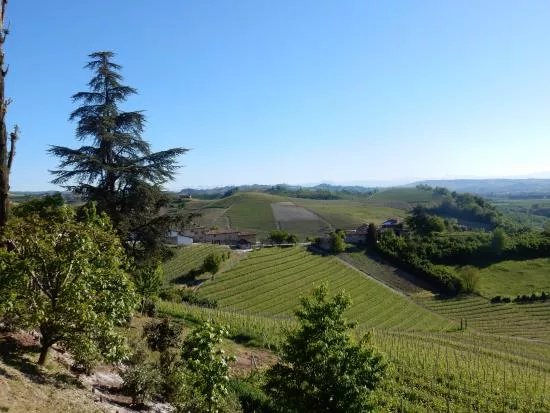 Azienda Vitivinicola Boffa Carlo