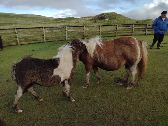 Ramnaberg Shetland Pony Stud Farm