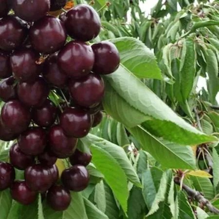 Copas Farms Pick Your Own Fruit Farm