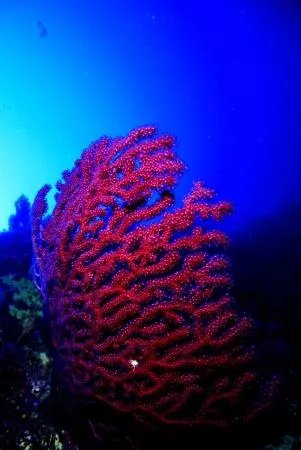 Ans Diving Ischia