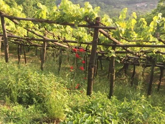 Tenuta San Francesco