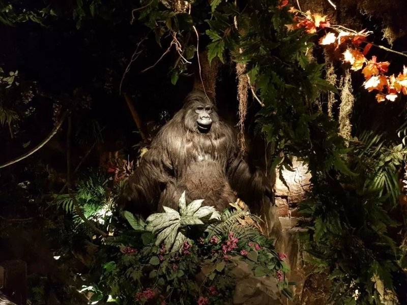 The Forest Cafe