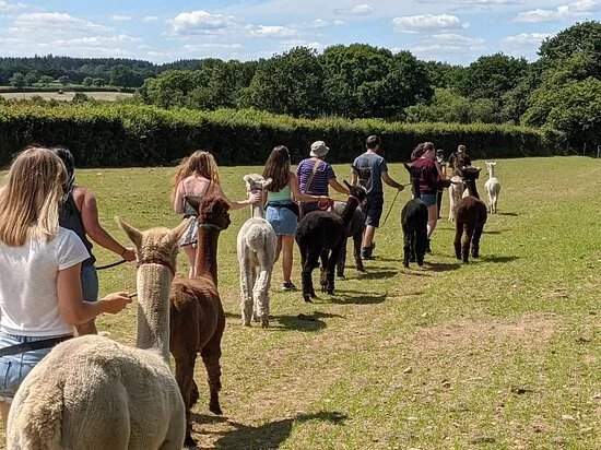 Woolley Animals Alpaca Walking Devon
