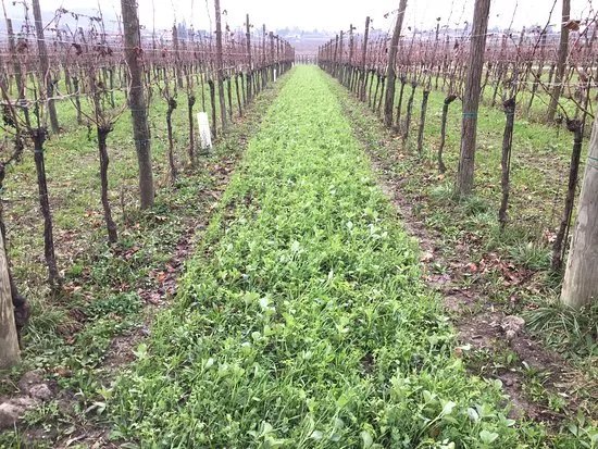 Azienda Agricola Visintini Andrea