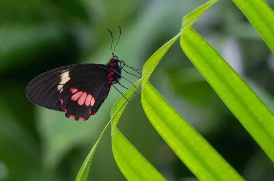 Butterfly House Karlovy Vary