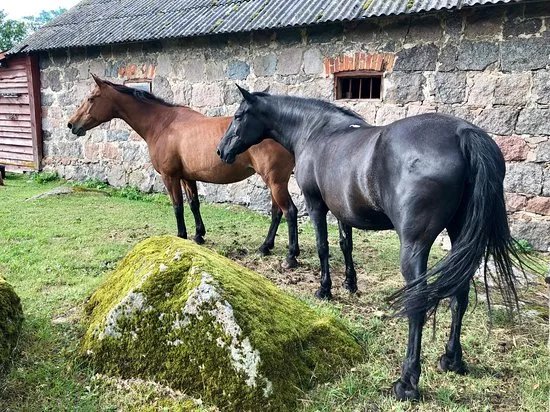 Xperience by Horse