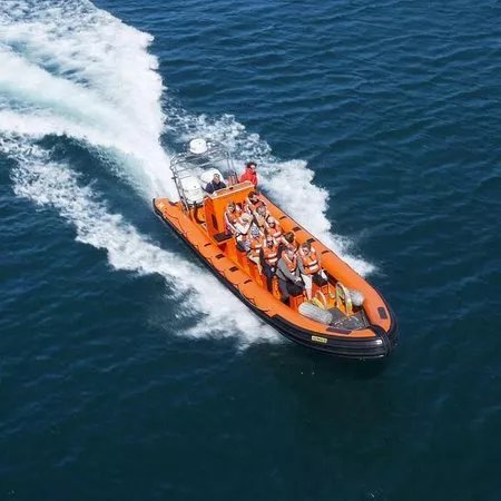 Saundersfoot Sea Safari
