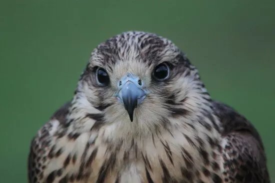 Durham Falconry Ltd