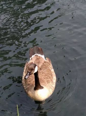 Woodberry Wetlands