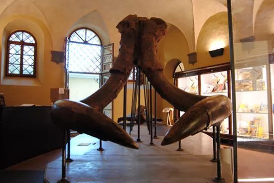 Museo Paleontologico di Montevarchi