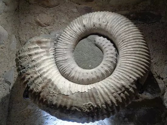 Paleogalerie