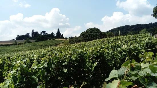 Blackdown Ridge Estate