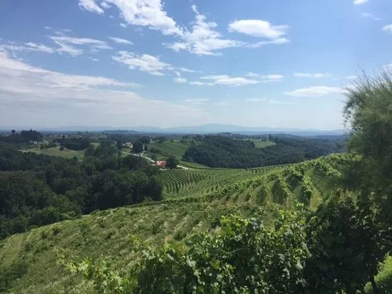 Puklavec Family Wines
