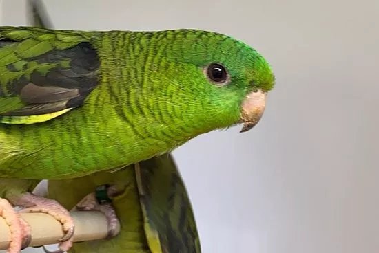 Markham Pet Centre