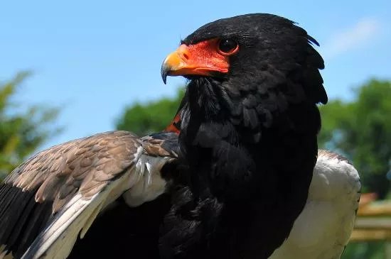 Les Aigles du Leman