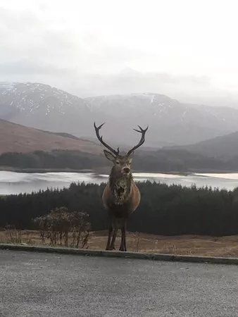 West Highland Wildlife Tours
