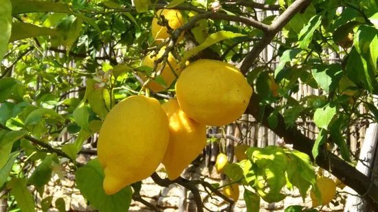 I Giardini di Cataldo