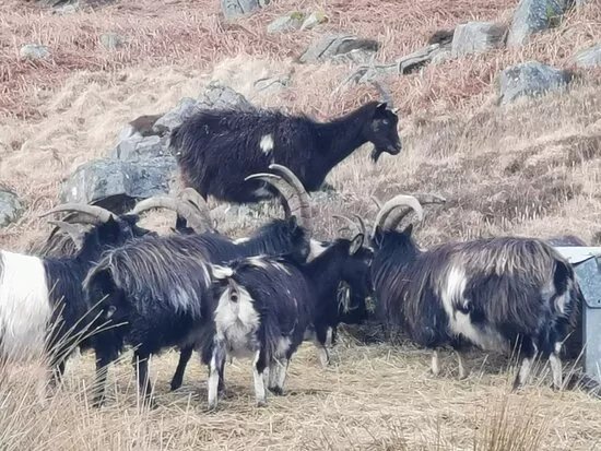 Wild Goat Park
