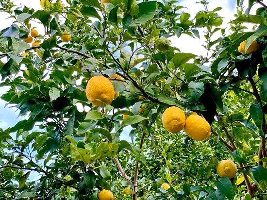 La Ferme des Citrons