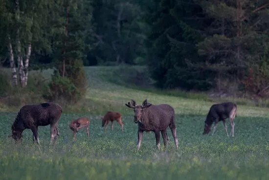 Nature tours in Helsinki region