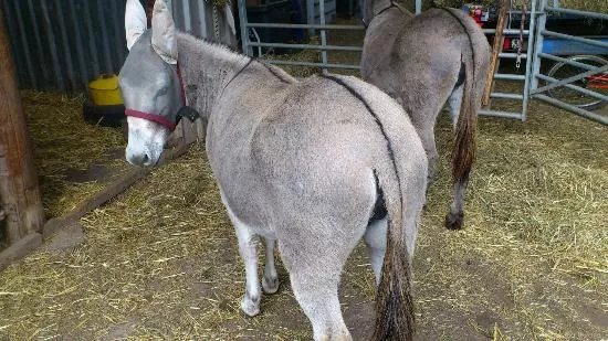 Lane's Garden Centre Open Farm