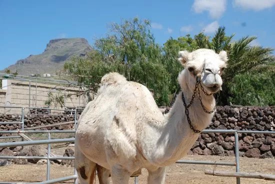 Camel Park