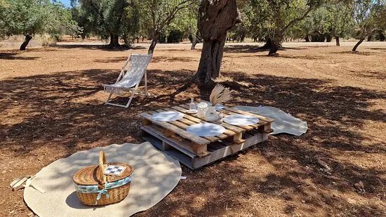 Olive Grove Experience