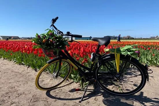 Tulipbicycletour