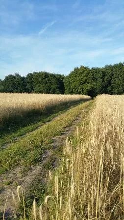 Het Reestdal
