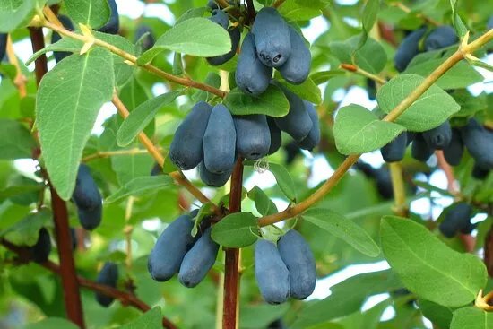 Norseman Farm PYO