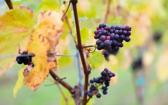 Penn Croft Vineyard and Winery Tour