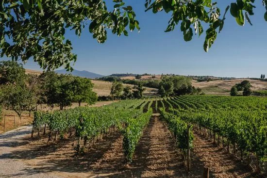 Lignanello Azienda Agricola