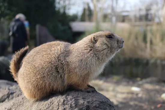 Rotterdam Zoo