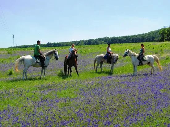 Maximum Equestrian Club