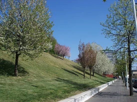 La Collina dei Ciliegi