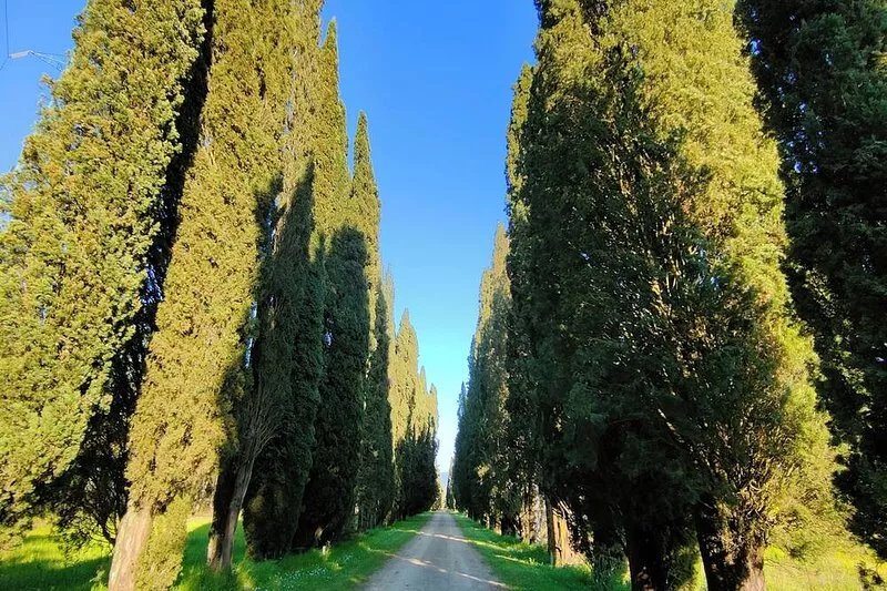 CASA SOLEALTO - Cozy apartment in the countryside near Florence Arezzo and Siena