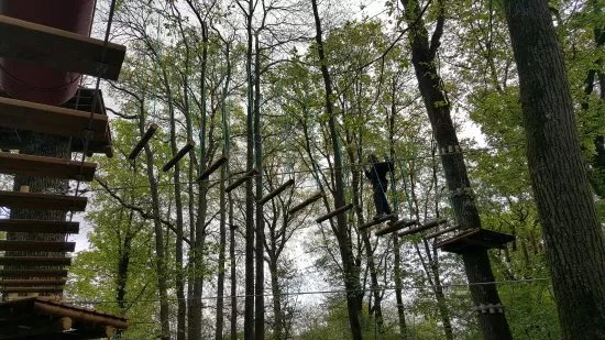 Forest Arena