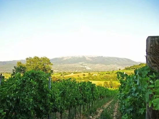 Raina Winery and Vineyard