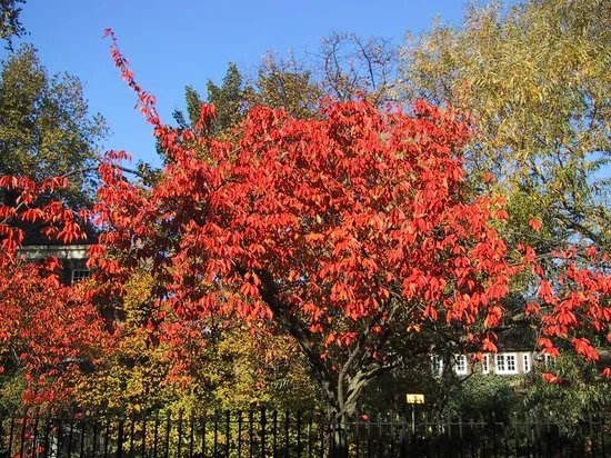 Canonbury Grove