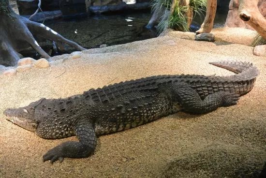Skansen - Akvariet