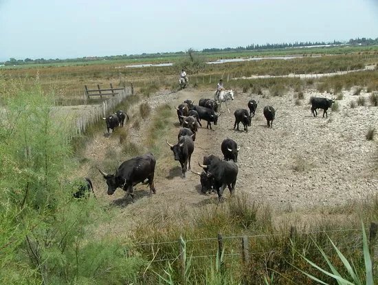 Les Peniches Isles de Stel