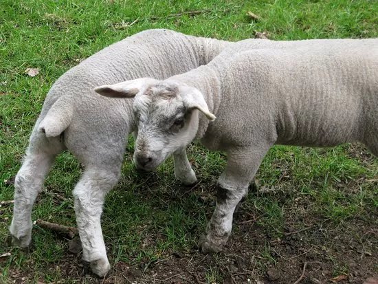 Langleybury Children’s Farm