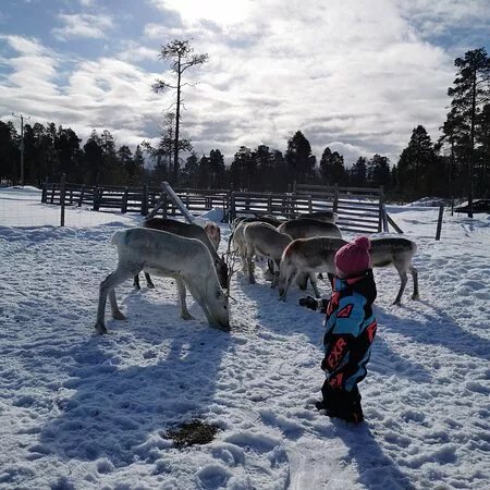Reindeer Farm Renniina Inari