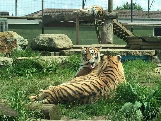 Lincolnshire Wildlife Park