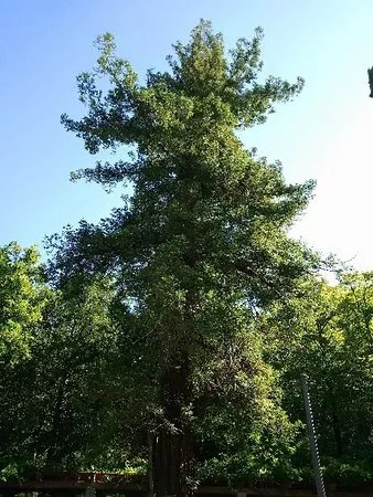 Albero monumentale - Sequoia
